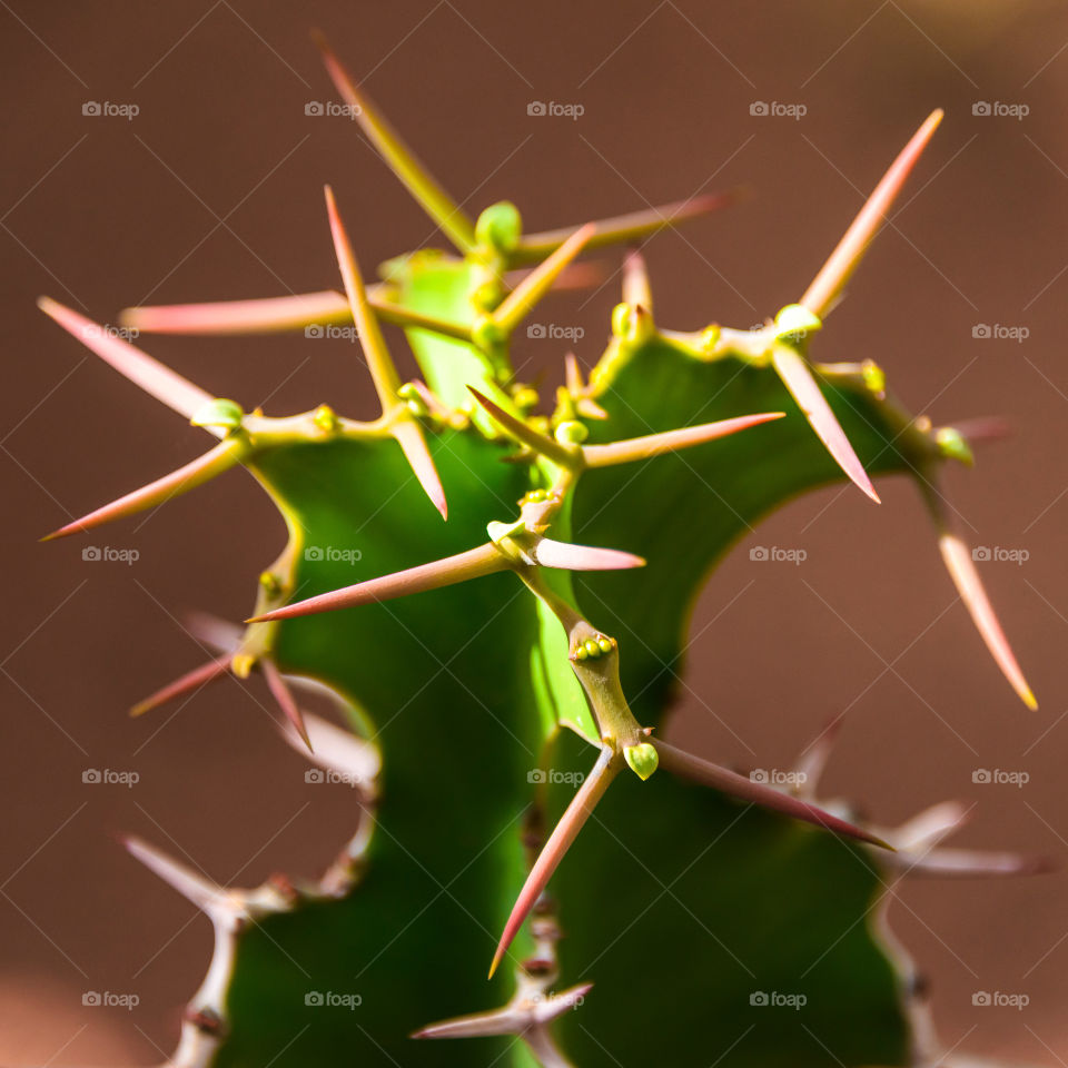 danger cactus