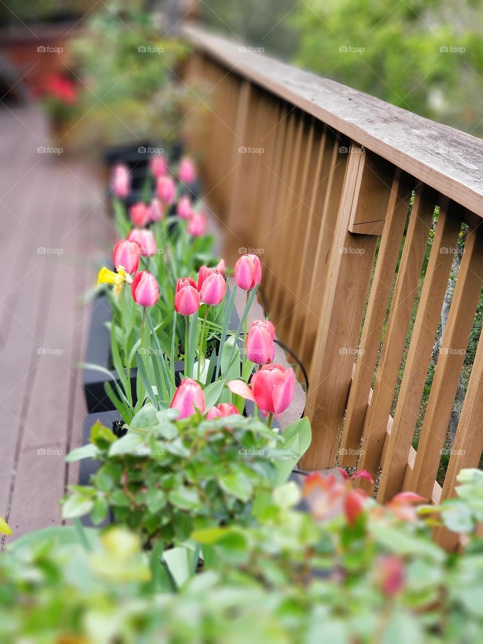 Pink tulips on deck