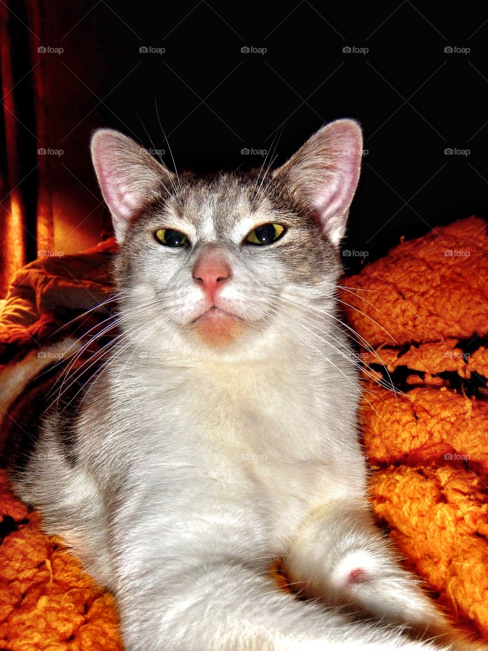 Cute little kitty cat laying in bed. 
