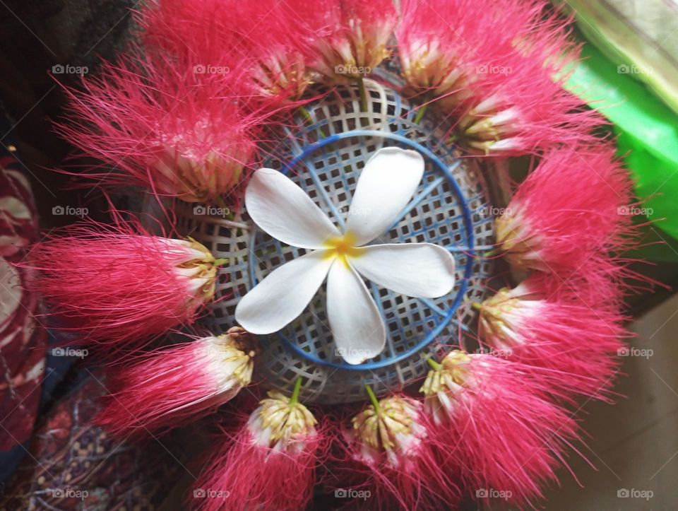 pink flowers with white