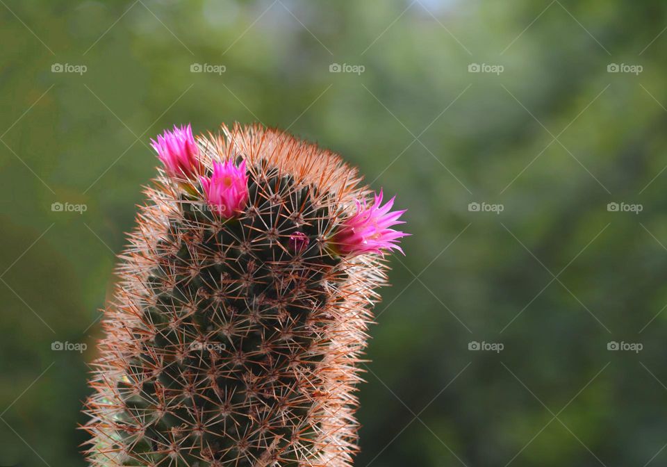 blooming cactus flowers house plants green background