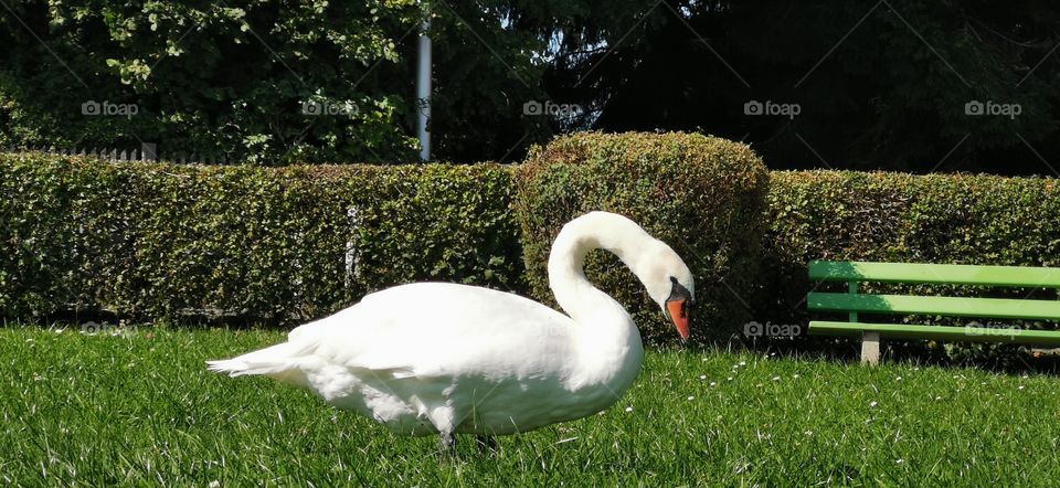 Schwan am Badeplatz