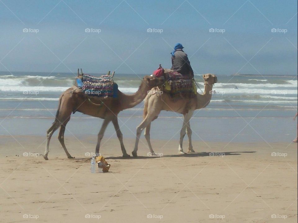 Nice trip on camels near the beach at essaouira city in Morocco.