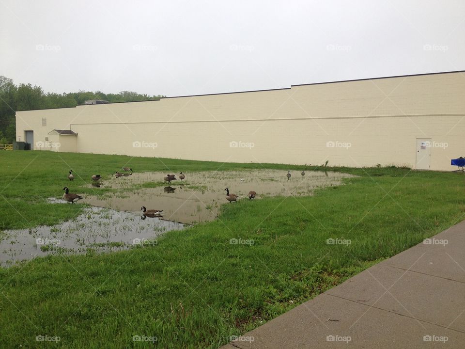 Canada geese enjoying the rain