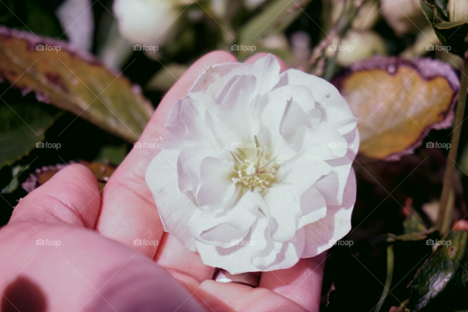 Camellia with a snail on it
Springs 
California Flower