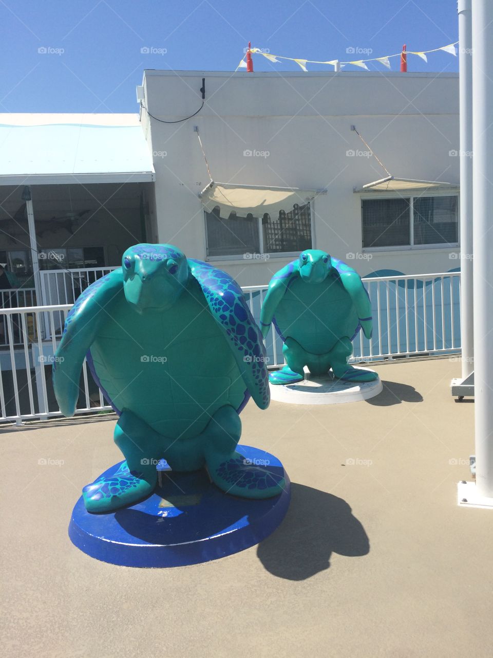 Clearwater aquarium turtles