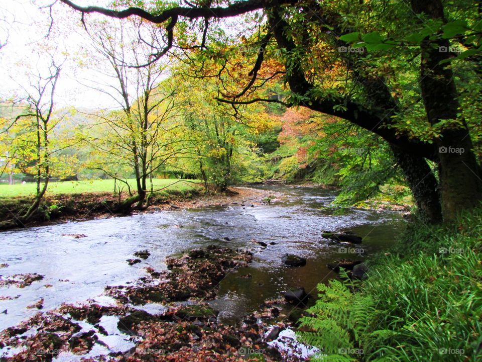 River flowing through forest