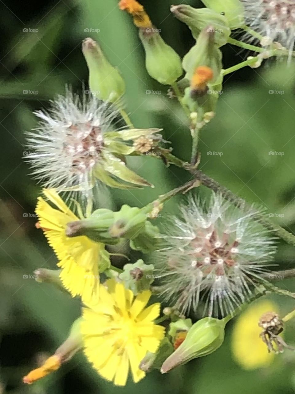 Beautiful little yellow flowers with buds that have white floaties in my friends garden in Texas 💛