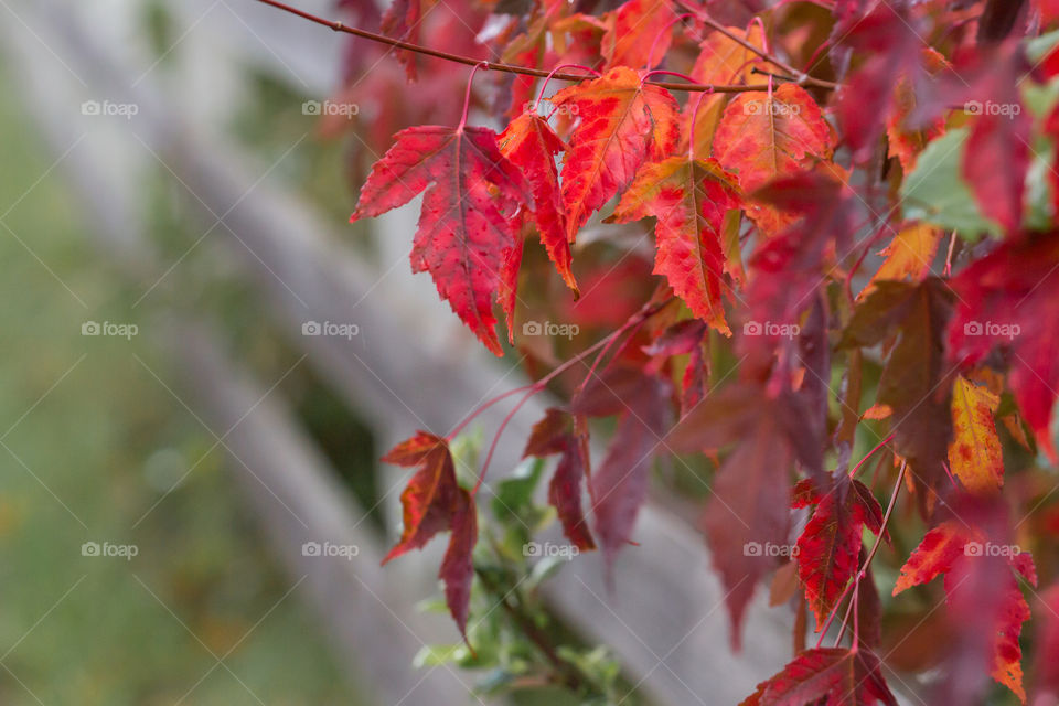 Colorful red leaves in autumn 