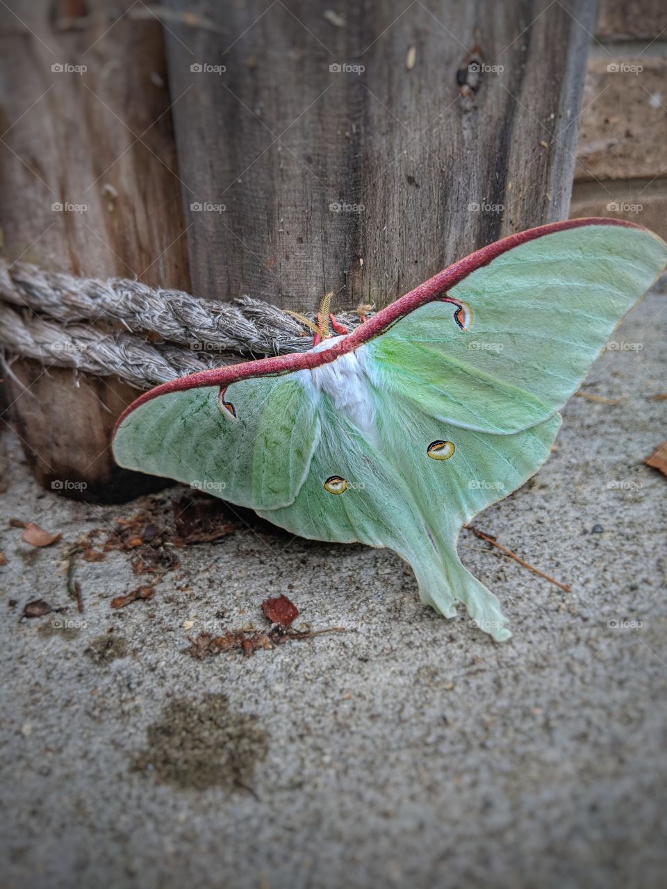 Luna Moth