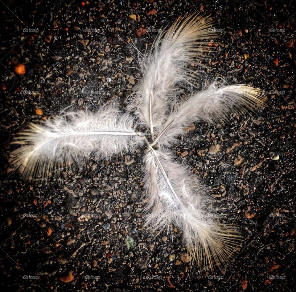 Directly above view feathers on rock