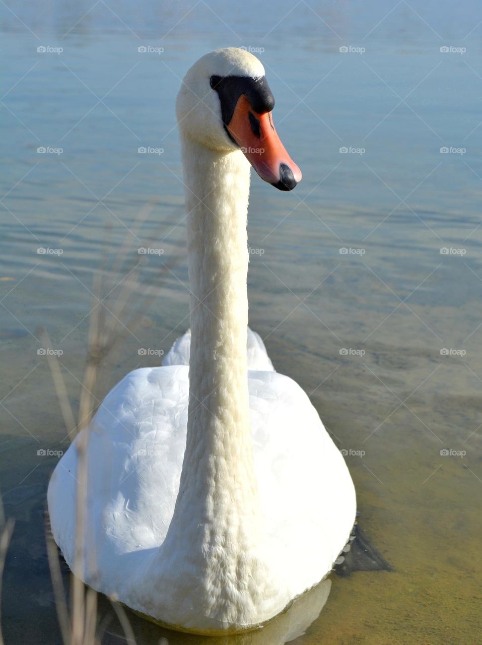 bird swan on a lake urban animal