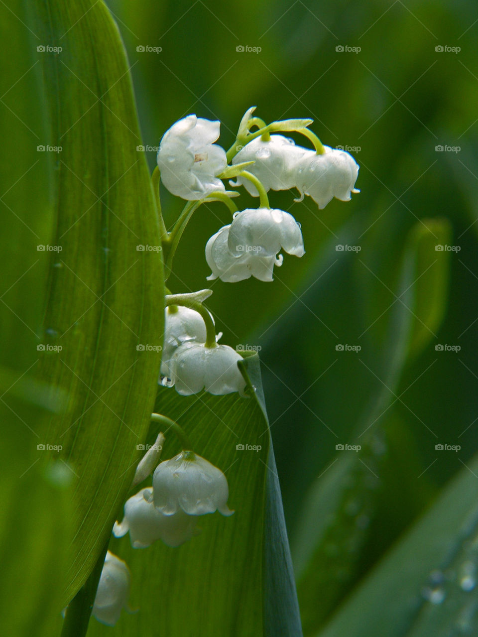 Close-up of white lily water drop