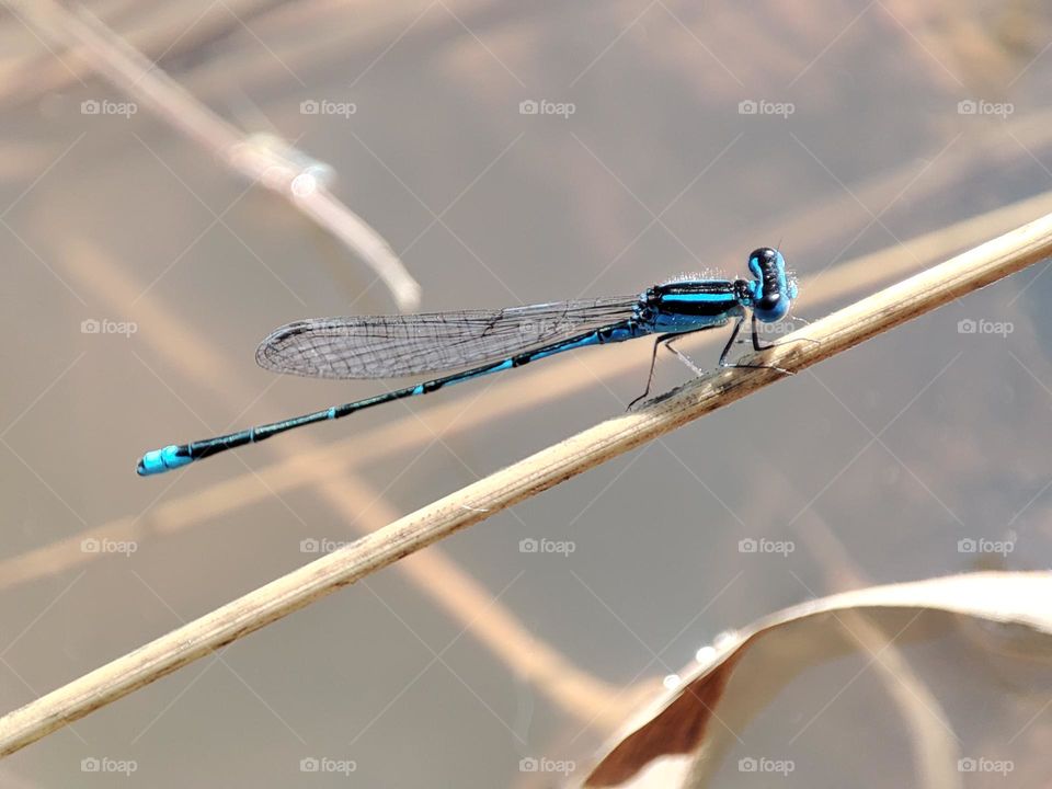 Blue Dragonfly on the river