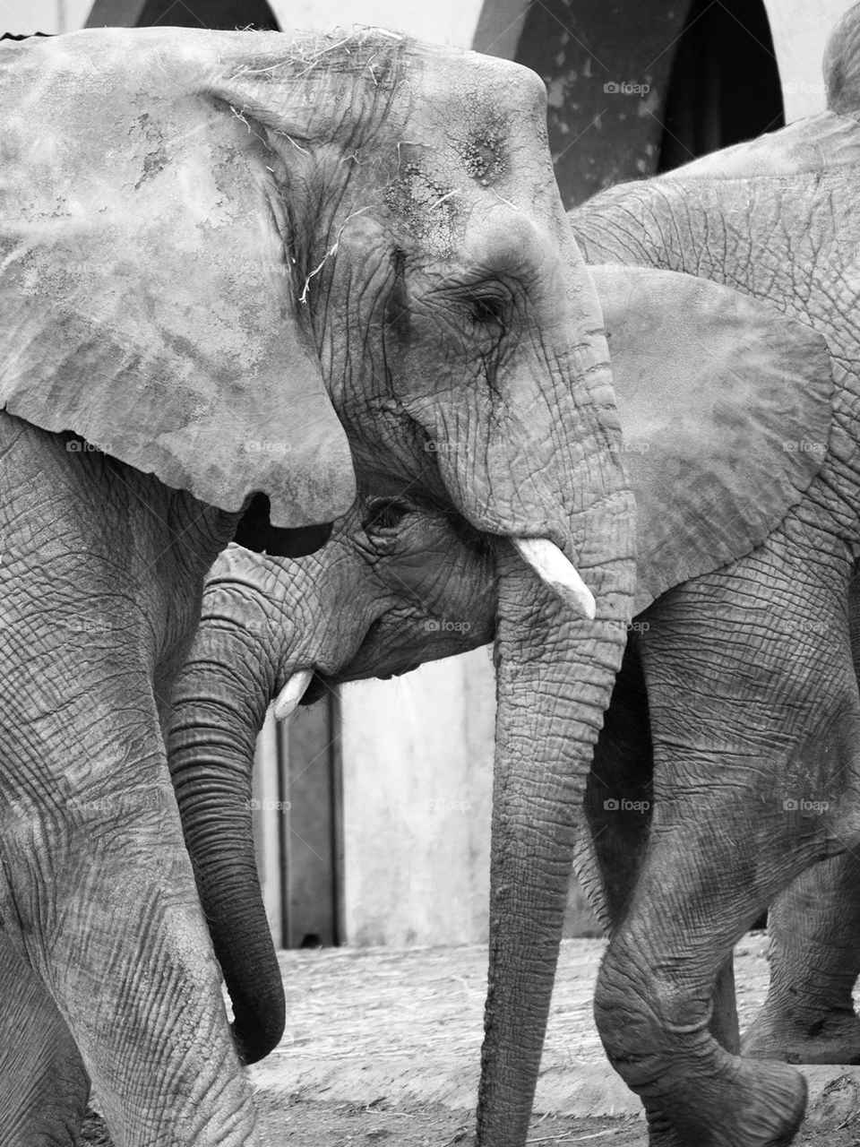 Two elephants 