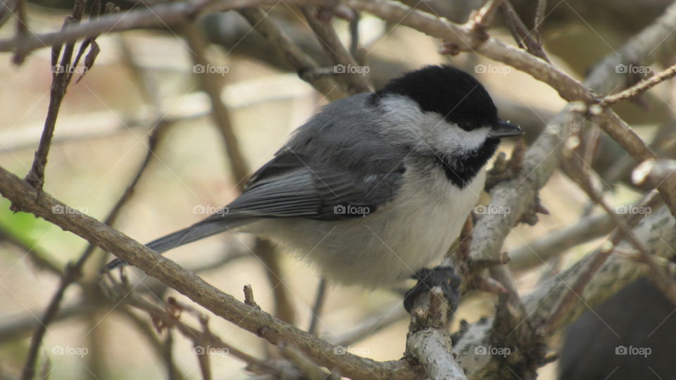 Chickadee