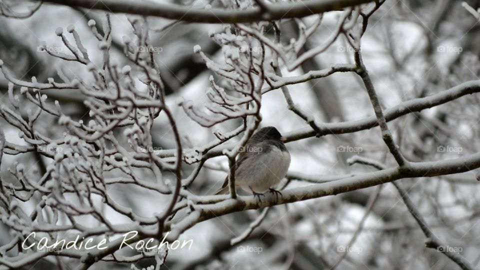 junco
