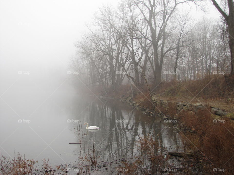 Swan in the fog at Woodland Lake