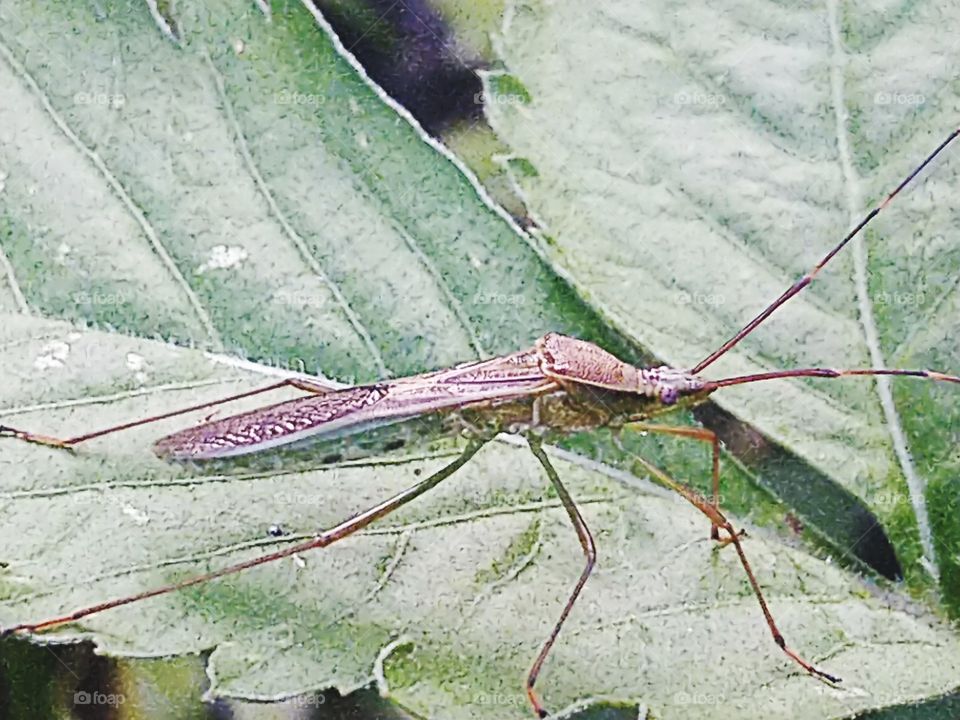 Walang Sengit Insects.