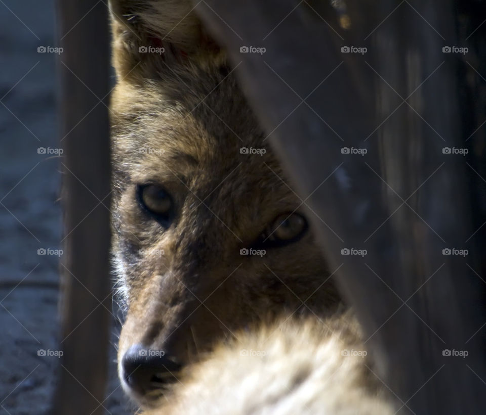 Canis aureus - golden jackal