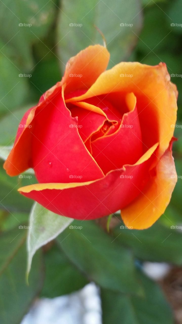 Vibrant Rosebud