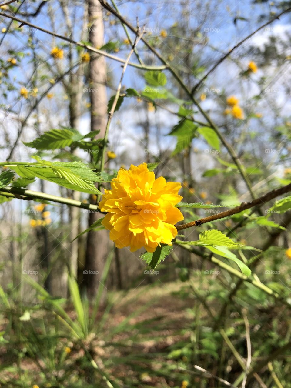 Springtime in the Alabama woods