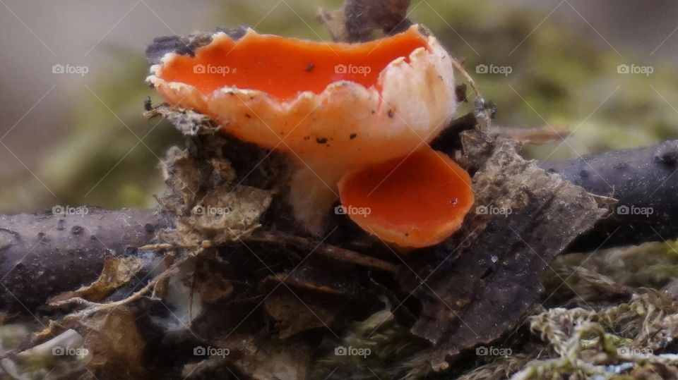 mushrooms. mushrooms , nature