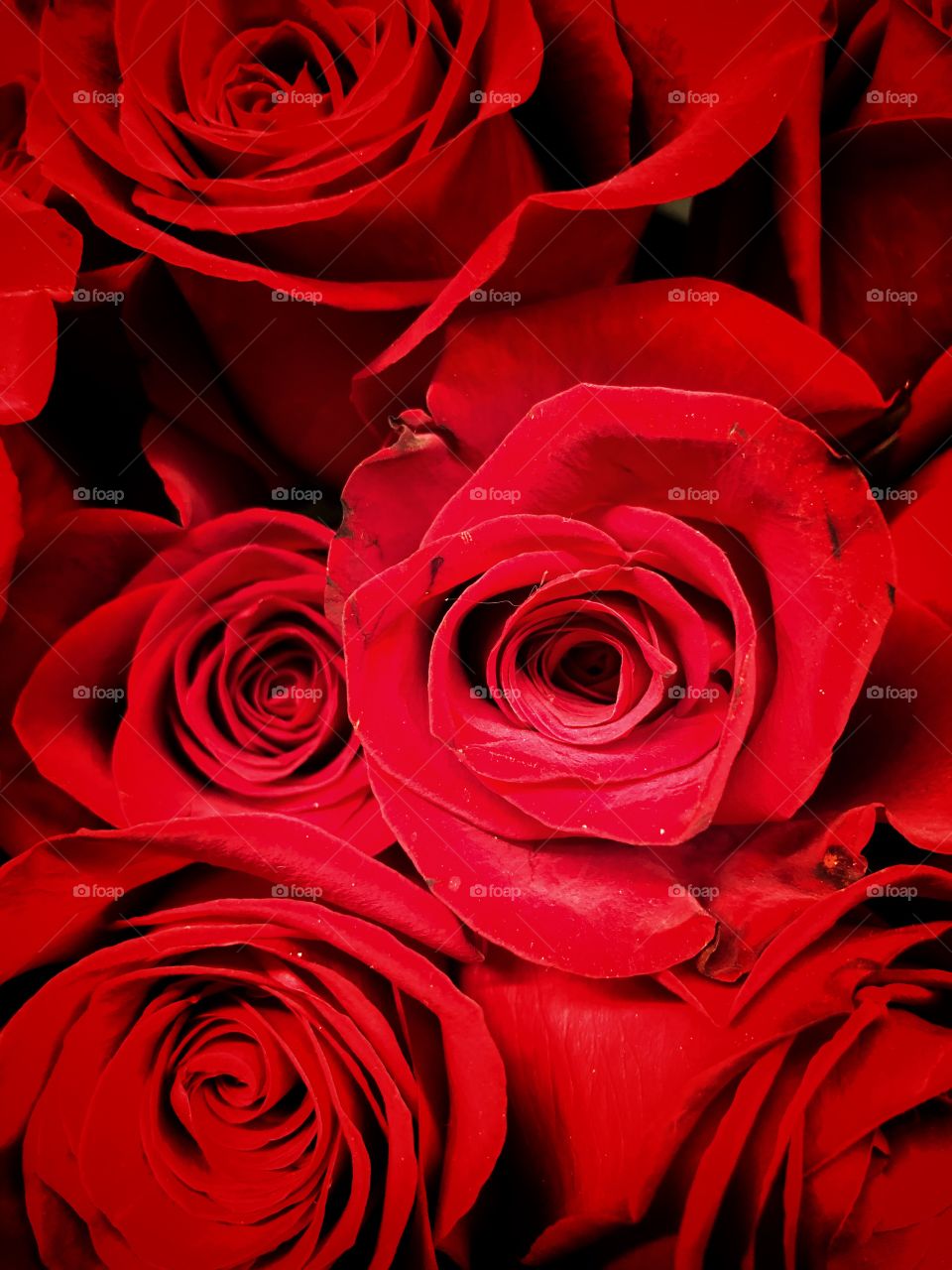 Beautiful red roses on a glumly yucky day will bring a smile to your face. 