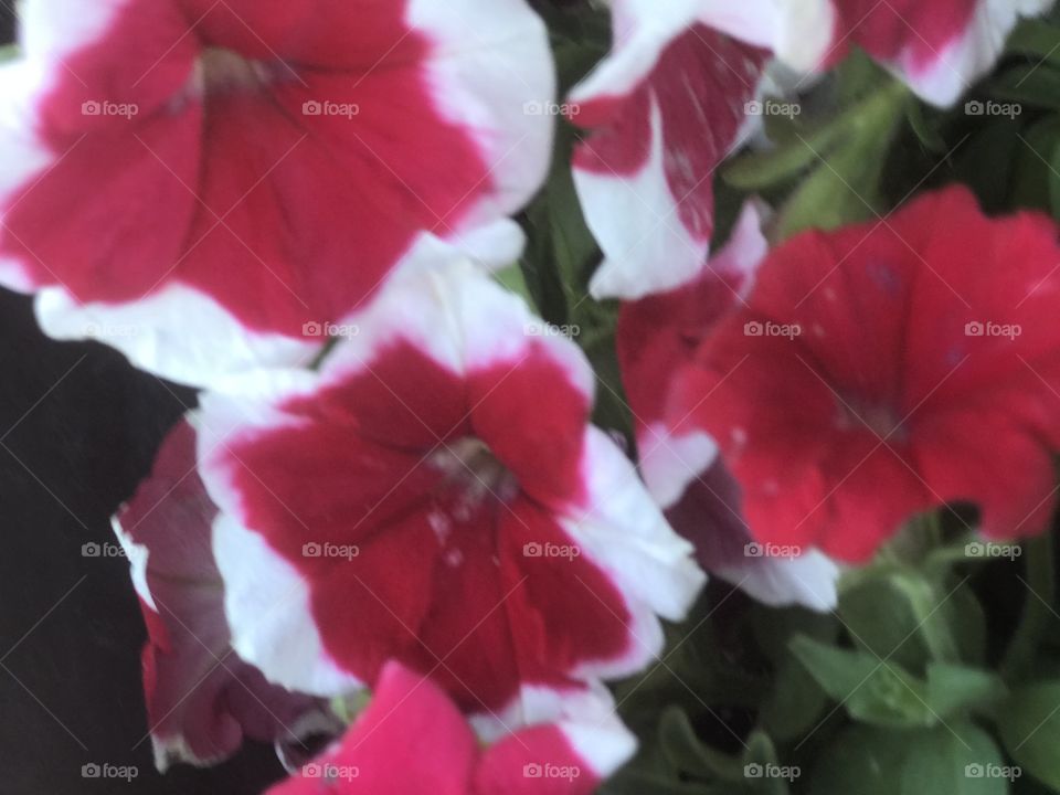 Red and white petunia 