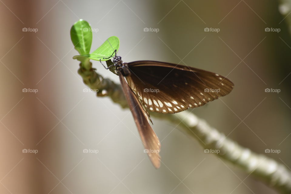 Butterfly is means awsome nature