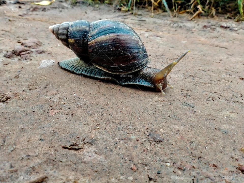 snail in a beautiful  morning