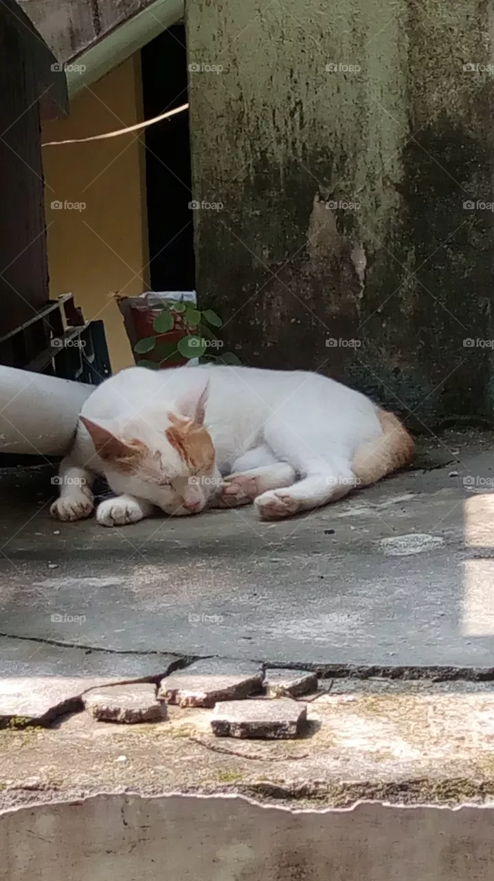 cat