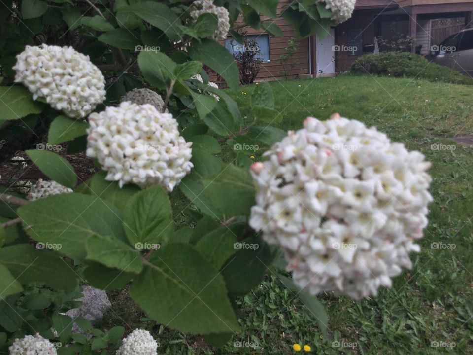 Snowball Tree in Bloom this Springtime 