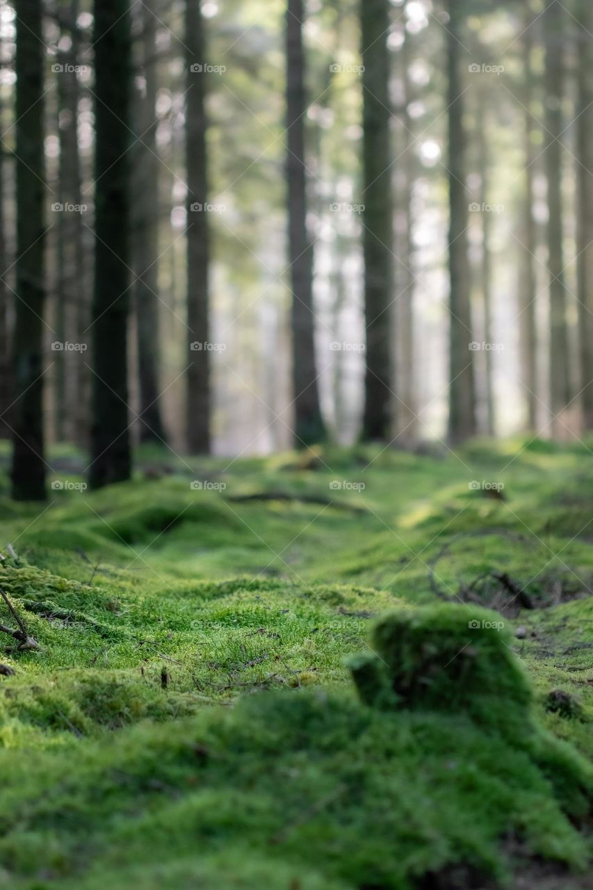Photo of mossy forest