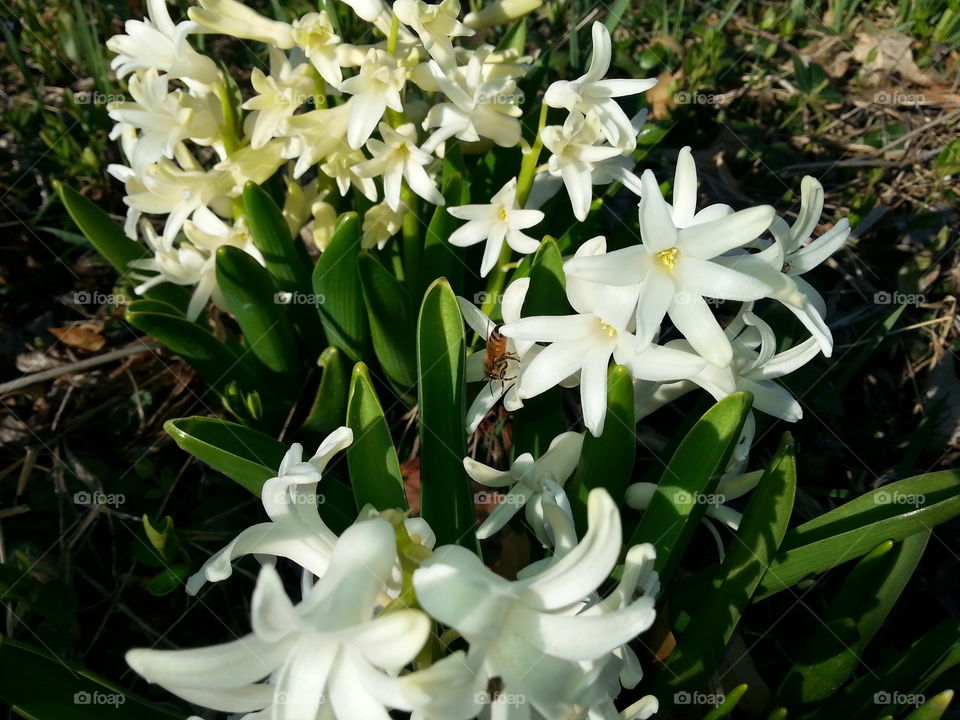 Rounds. A honey bee doing its rounds in early spring.