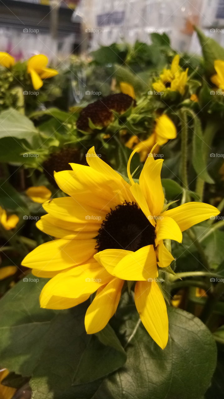 Sonnenblumen