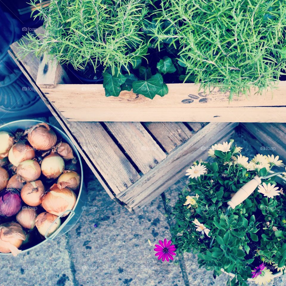 Herbs and greens . Herbs and greens on the street