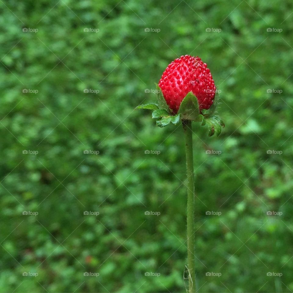 Wild Strawberry 