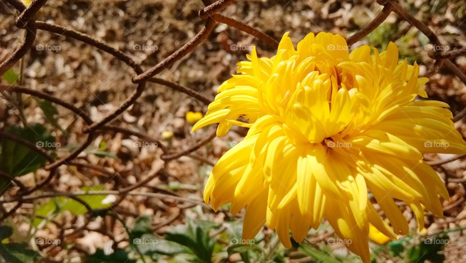 chrysanthemum flower on nature