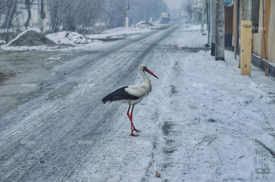 winter cityscape with stork on the road