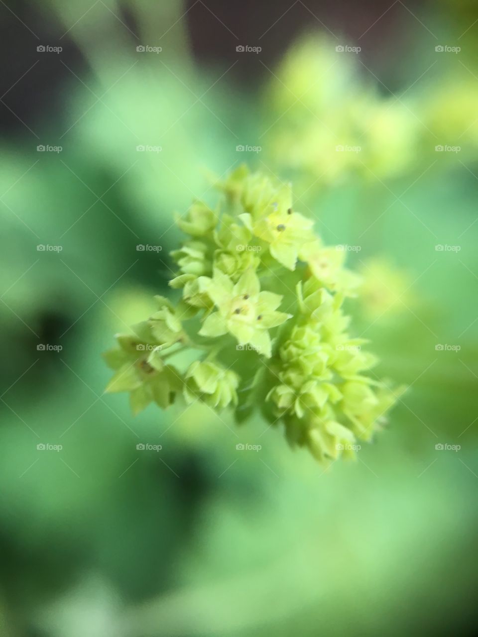 Lady's mantle