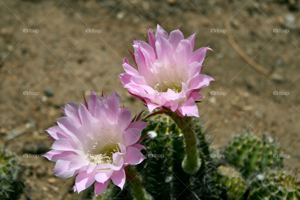pink flower macro cactus by majamaki
