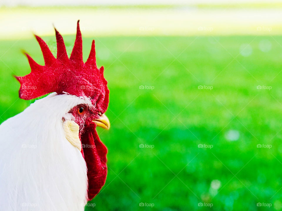 The roaster’s side view in the park 