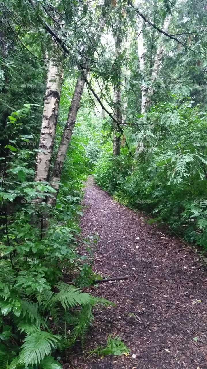 Forest path in Scarborough