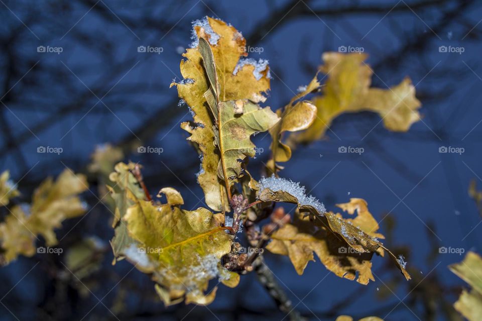 Snow on oak leaves.