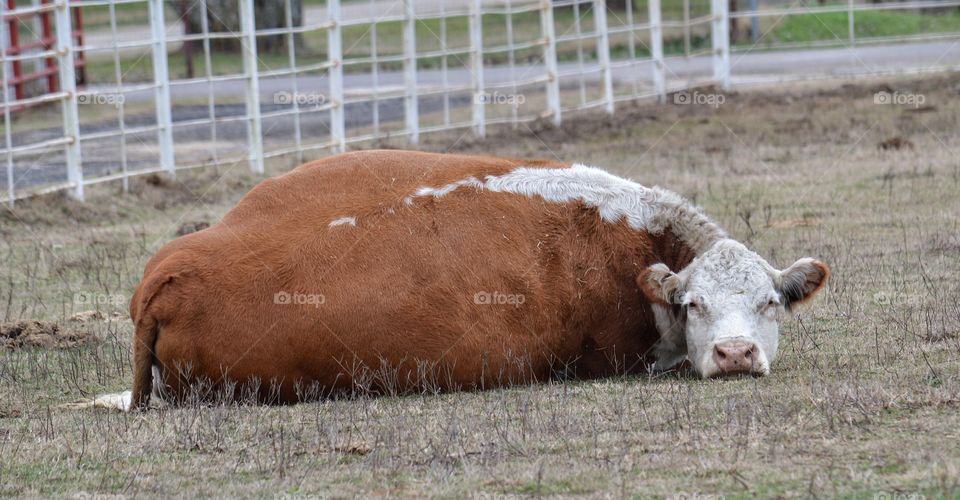 Cow resting