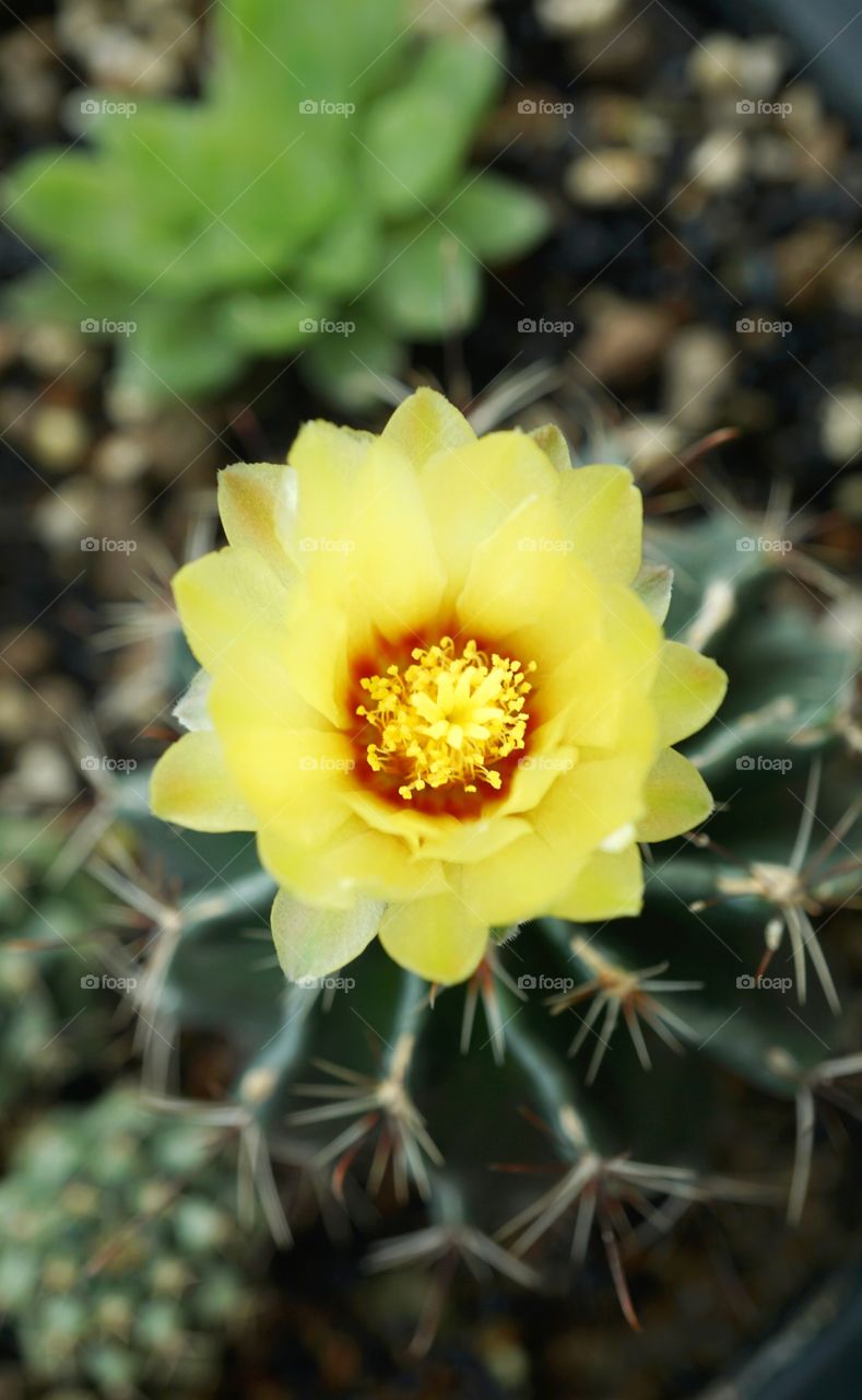 cactus flower