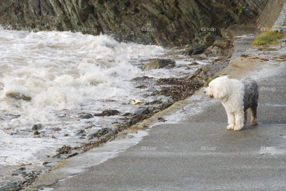 bay inlet north wales dog seashore stormy by PhilC