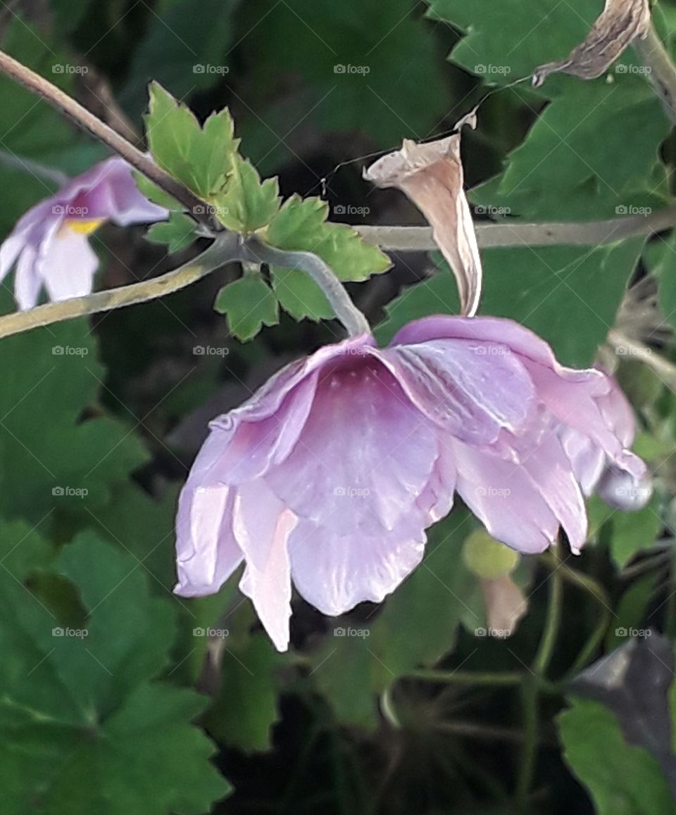 pink autumn anemone  on sunshine  early morning