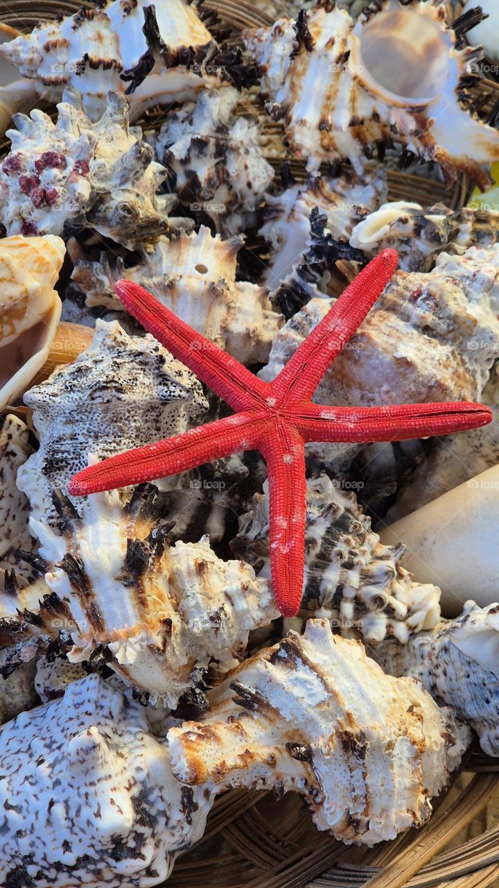 Red Starfish Rhapsody